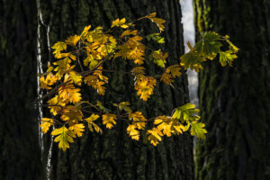 Natural Science, Autumn branch of hawthorn Natural Science, Autumn branch of hawthorn